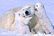   Polar Bear Mom