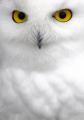   White_Owl