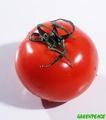   tomatto