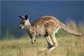   kengury