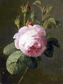   Rose von Bek