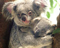   koala-mama