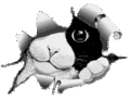  tnstek