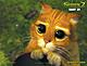   kosh_shka