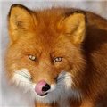 Аватар для ^foxy^