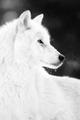  La louve blanche