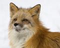   furry fox