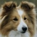   Lassie