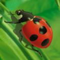   ladybird in red