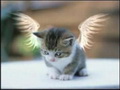   NoMoreAnAngeL