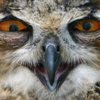   Hug_da_owl