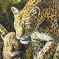   Leoparda